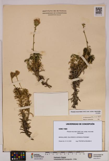 Perezia recurvata subsp. recurvata [Espécimen: UDEC:CONC:0011923]