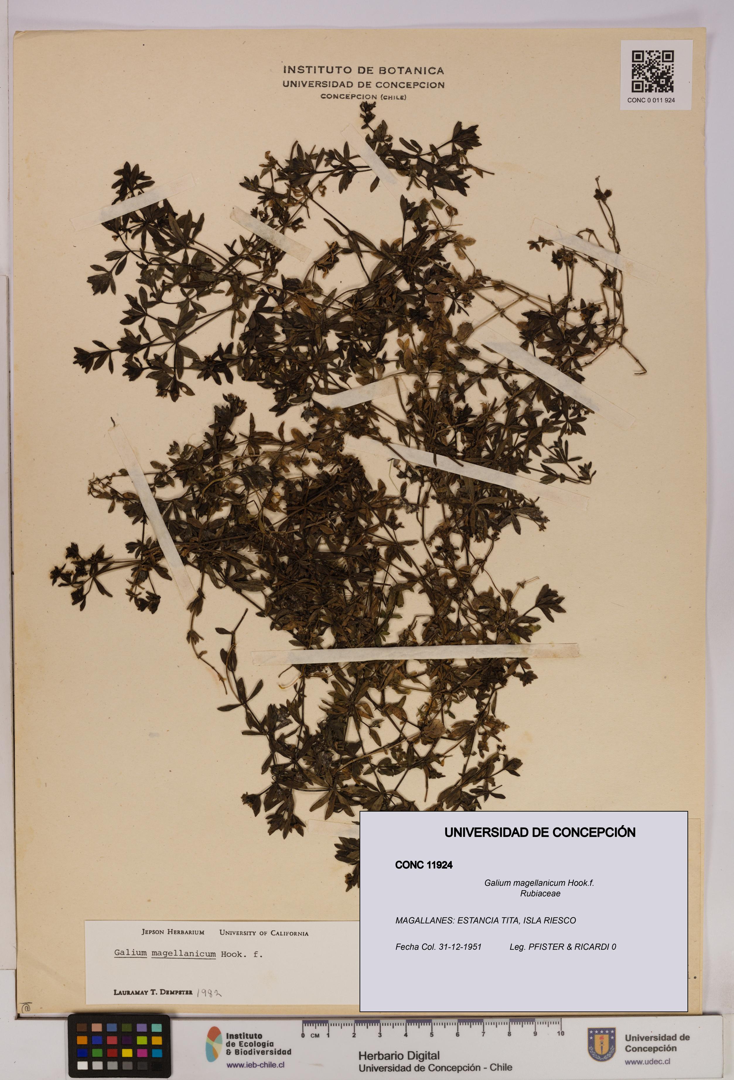 Galium magellanicum [Espécimen: UDEC:CONC:0011924]