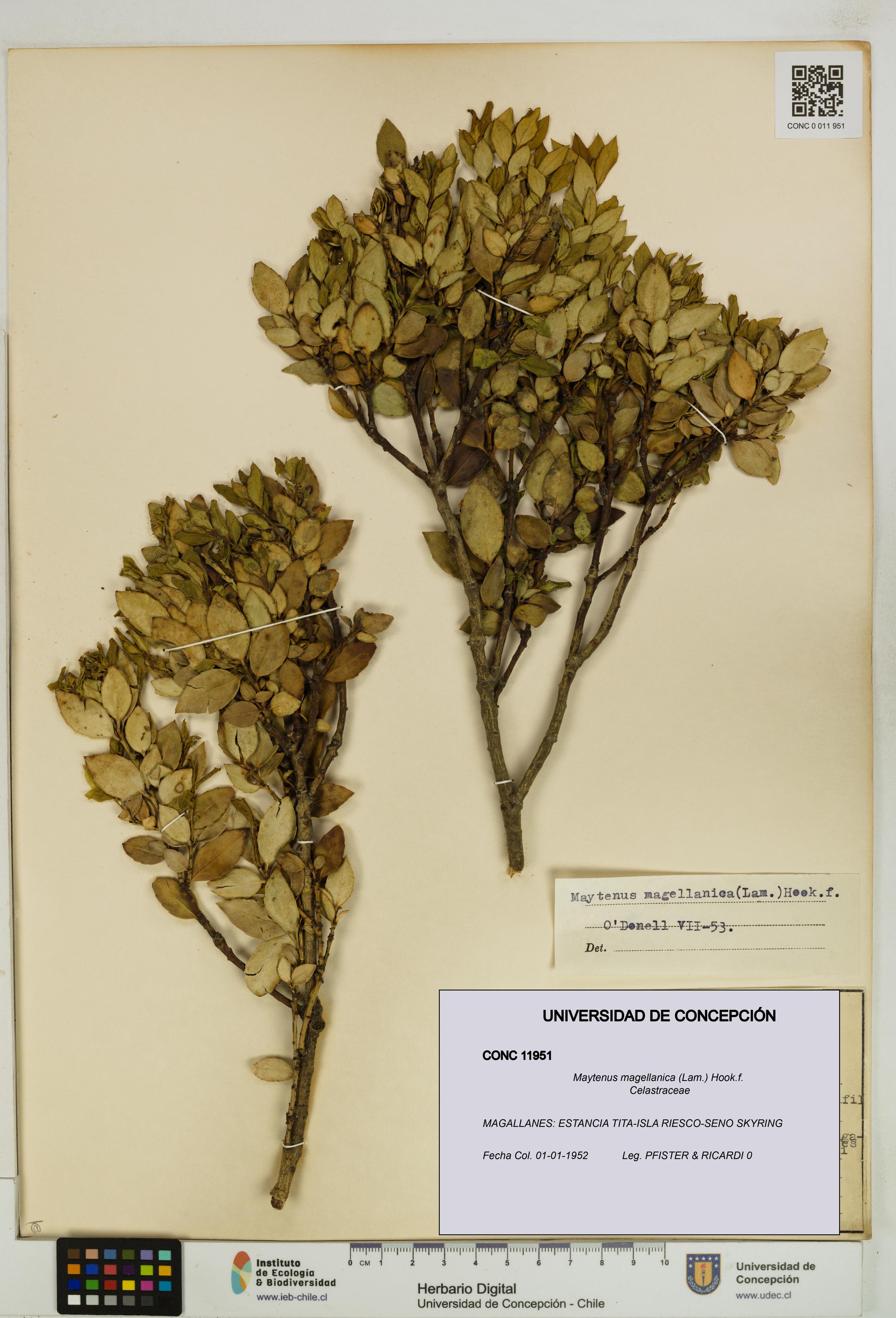 Maytenus magellanica [Espécimen: UDEC:CONC:0011951]