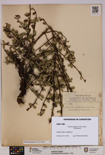 Discaria chacaye [Espécimen: UDEC:CONC:0011960]