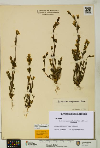 Gentianella magellanica [Espécimen: UDEC:CONC:0011962]