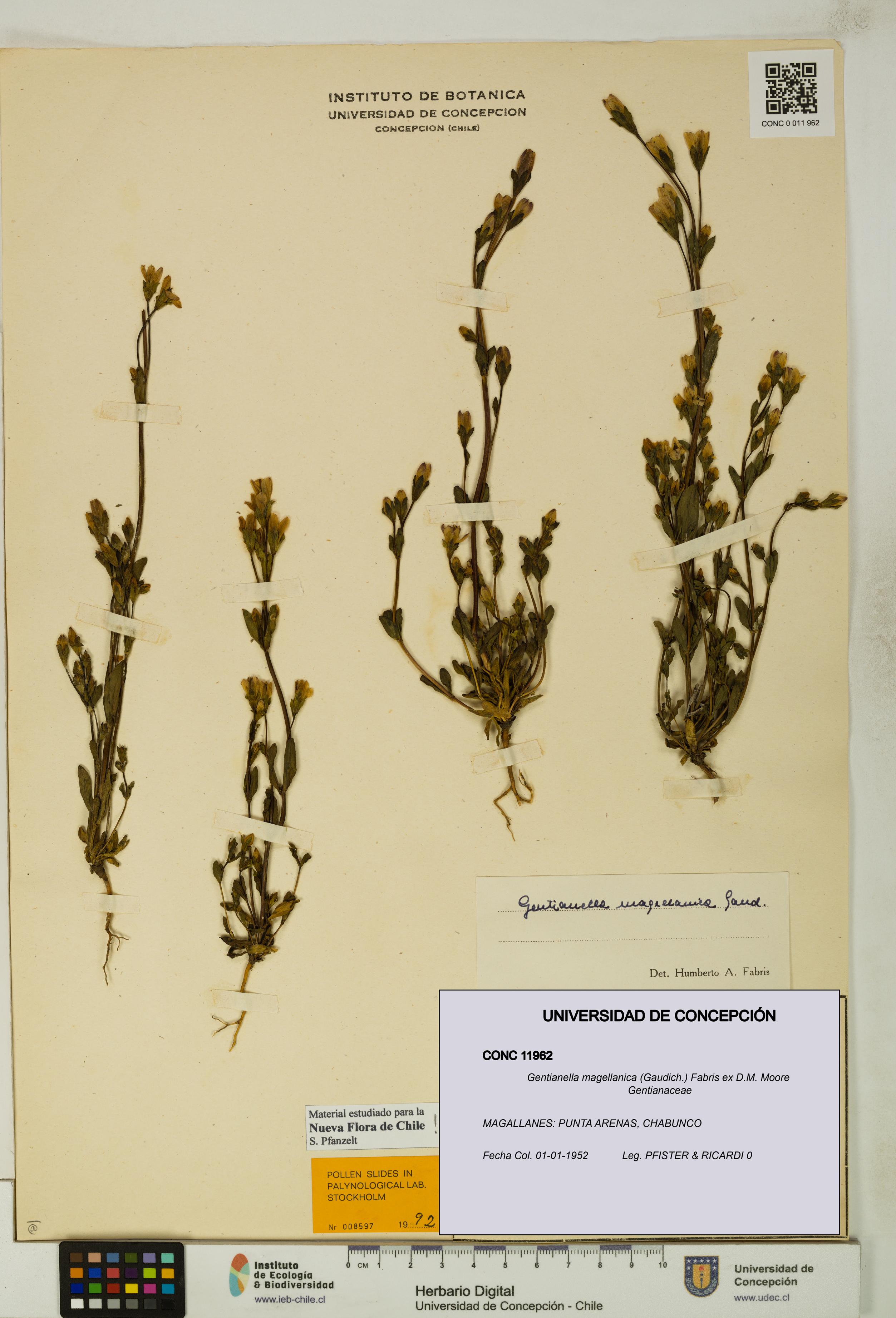 Gentianella magellanica [Espécimen: UDEC:CONC:0011962]