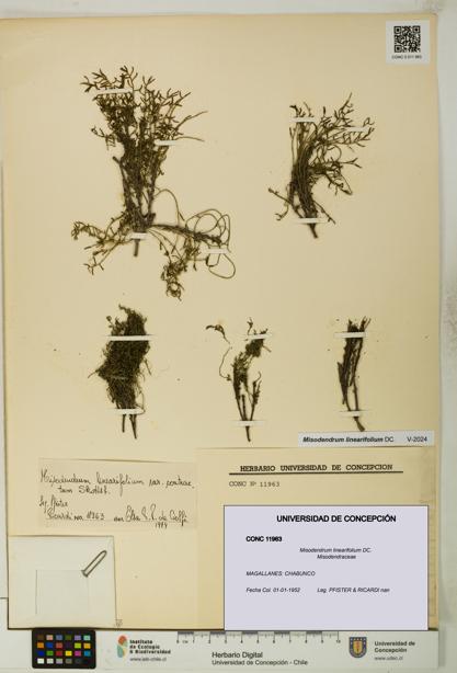 Misodendrum linearifolium [Espécimen: UDEC:CONC:0011963]