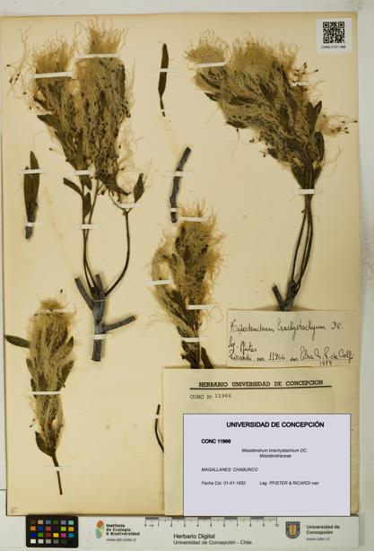 Misodendrum brachystachium [Espécimen: UDEC:CONC:0011966]