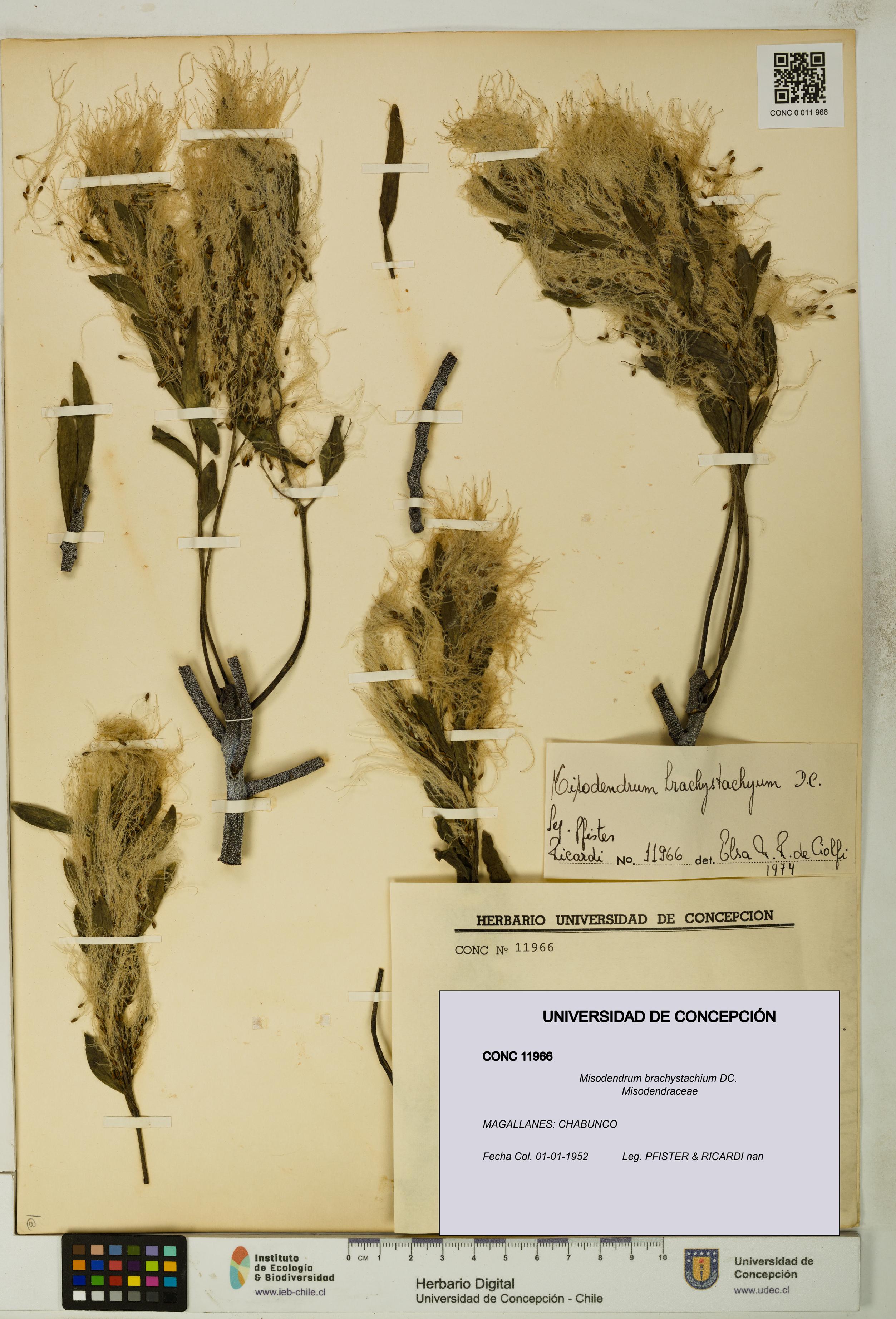 Misodendrum brachystachium [Espécimen: UDEC:CONC:0011966]