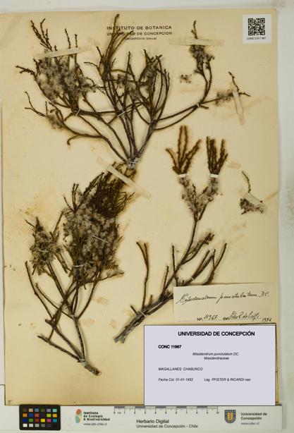 Misodendrum punctulatum [Espécimen: UDEC:CONC:0011967]