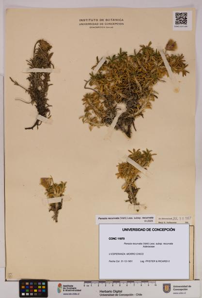 Perezia recurvata subsp. recurvata [Espécimen: UDEC:CONC:0011970]