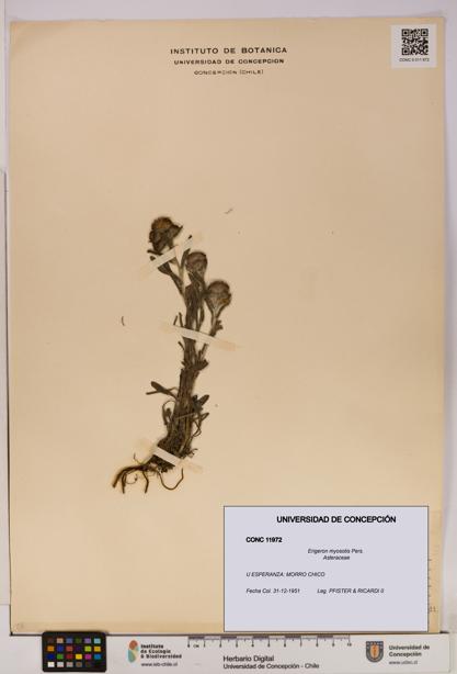Erigeron myosotis [Espécimen: UDEC:CONC:0011972]