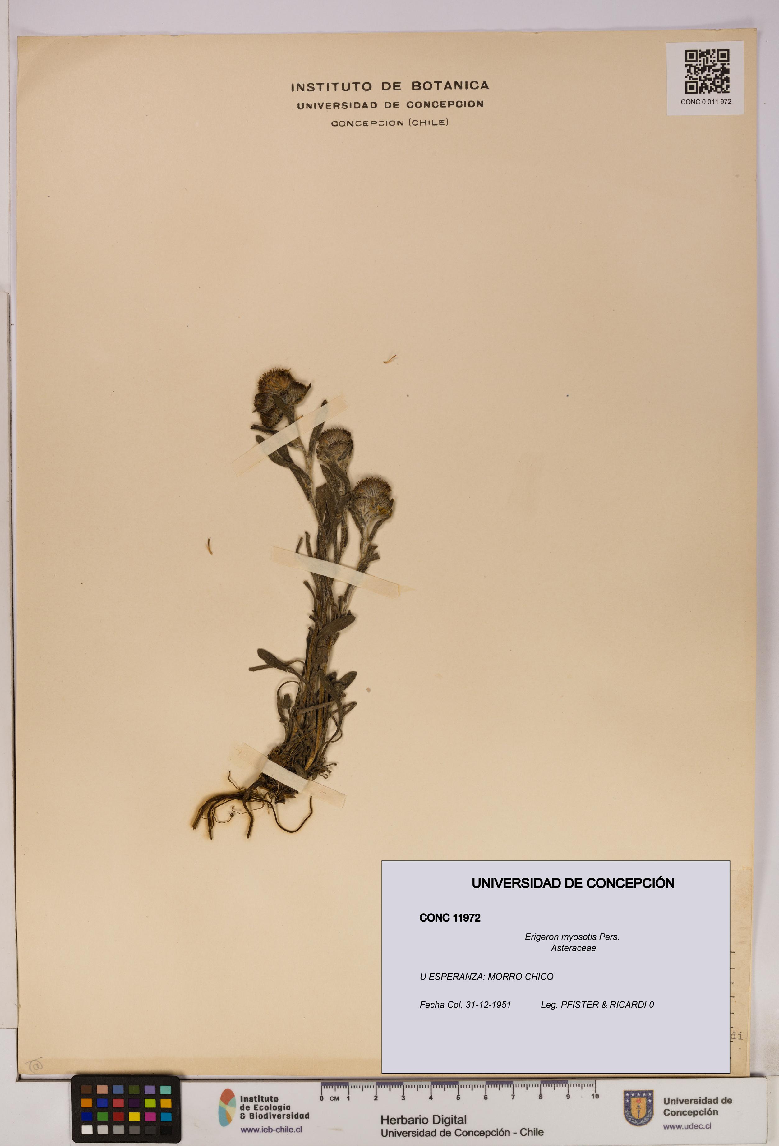 Erigeron myosotis [Espécimen: UDEC:CONC:0011972]