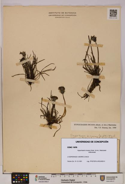 Hypochaeris incana [Espécimen: UDEC:CONC:0011978]
