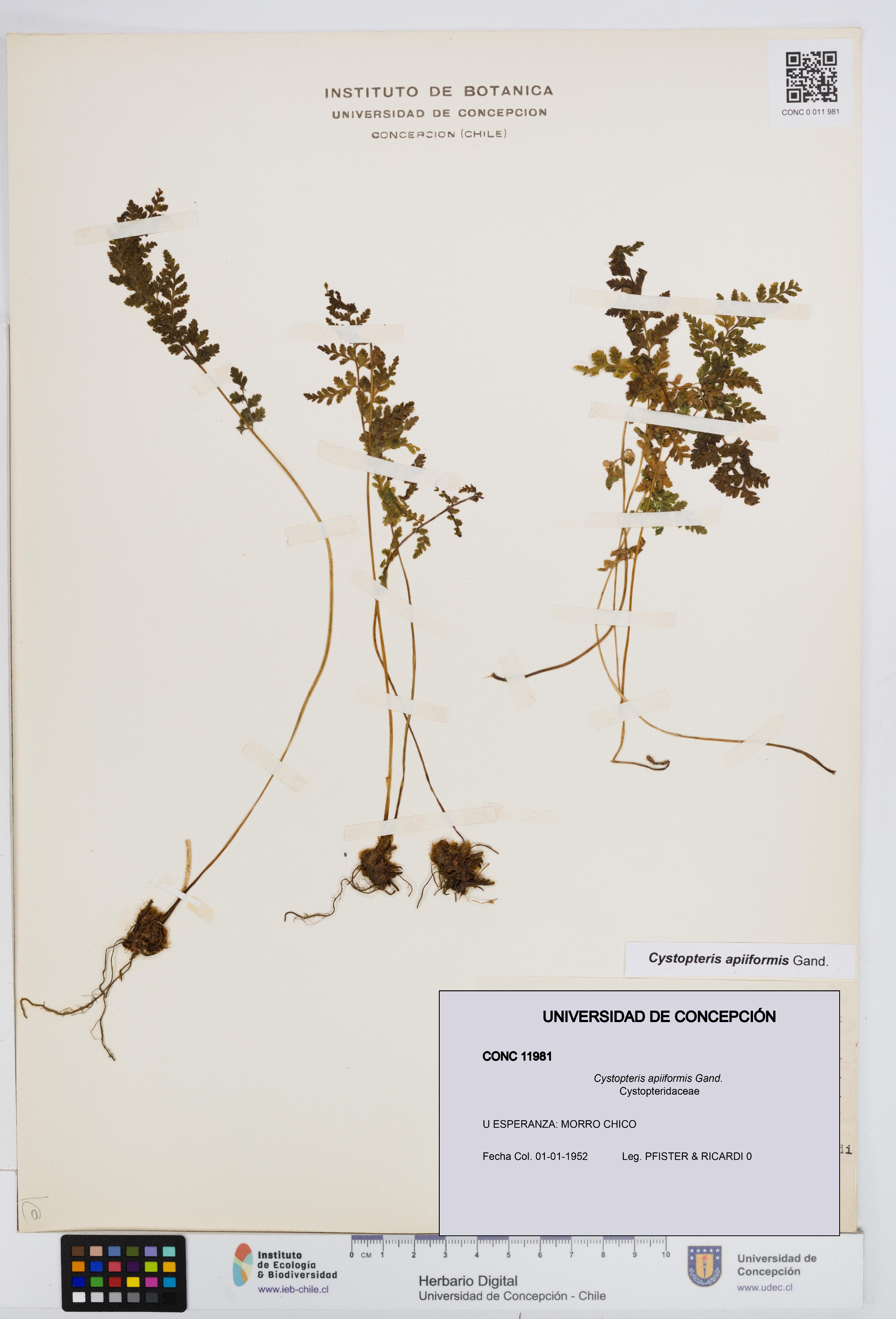 Cystopteris apiiformis [Espécimen: UDEC:CONC:0011981]