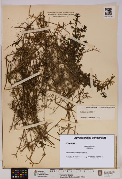 Galium aparine [Espécimen: UDEC:CONC:0011985]