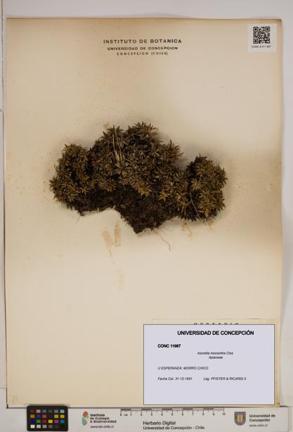 Azorella monantha [Espécimen: ]
