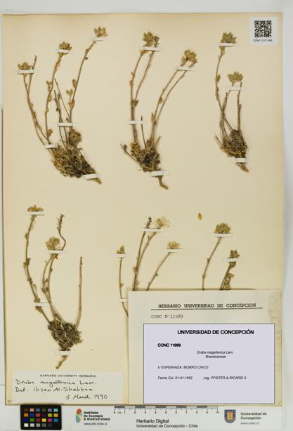 Draba magellanica [Espécimen: UDEC:CONC:0011989]