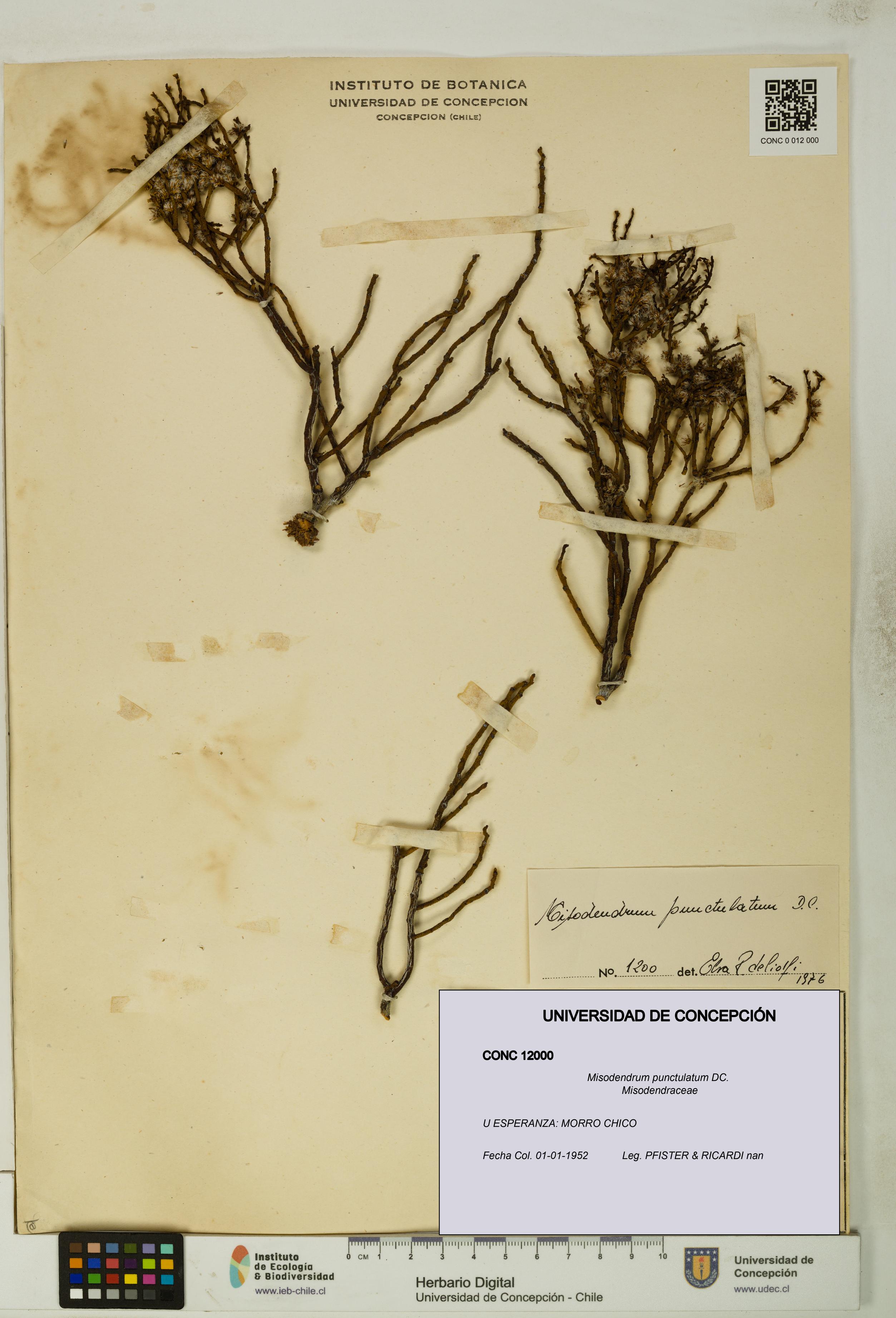 Misodendrum punctulatum [Espécimen: UDEC:CONC:0012000]