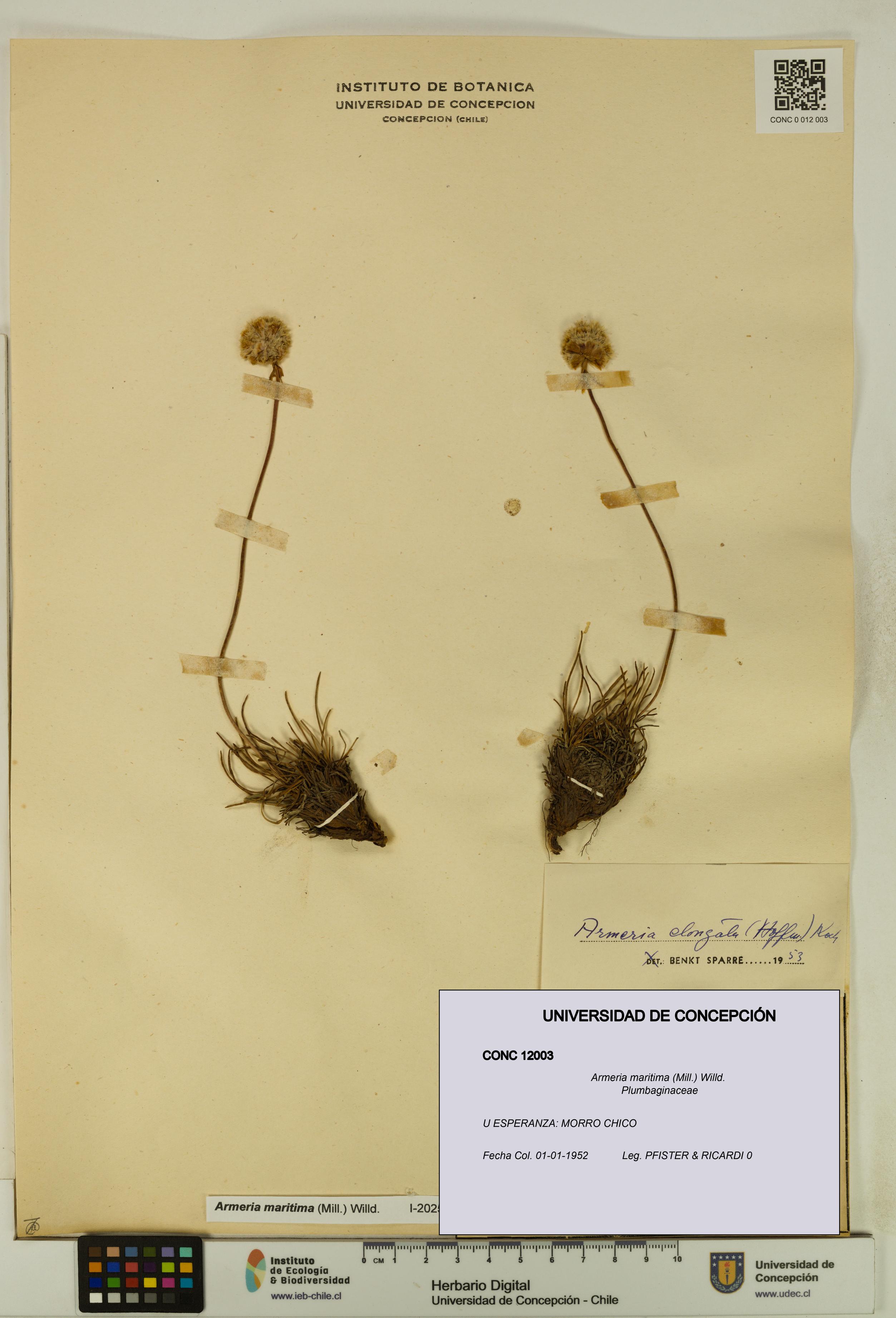 Armeria maritima [Espécimen: UDEC:CONC:0012003]