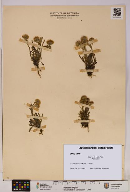 Erigeron myosotis [Espécimen: UDEC:CONC:0012009]