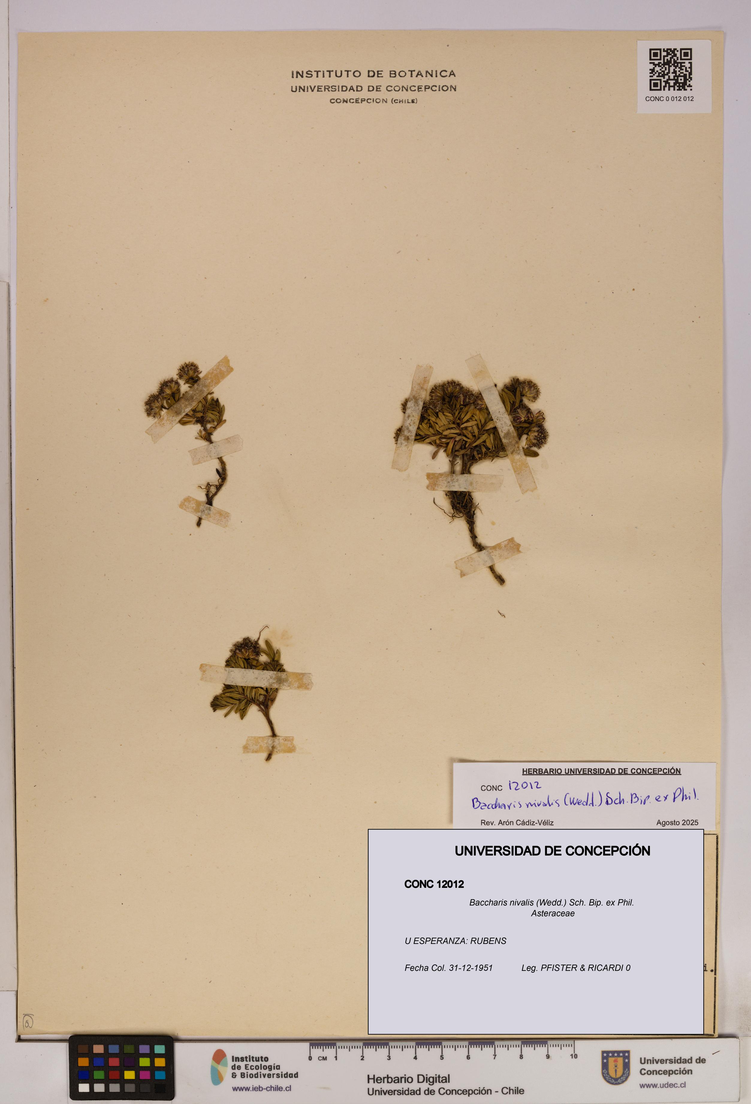 Baccharis nivalis [Espécimen: UDEC:CONC:0012012]