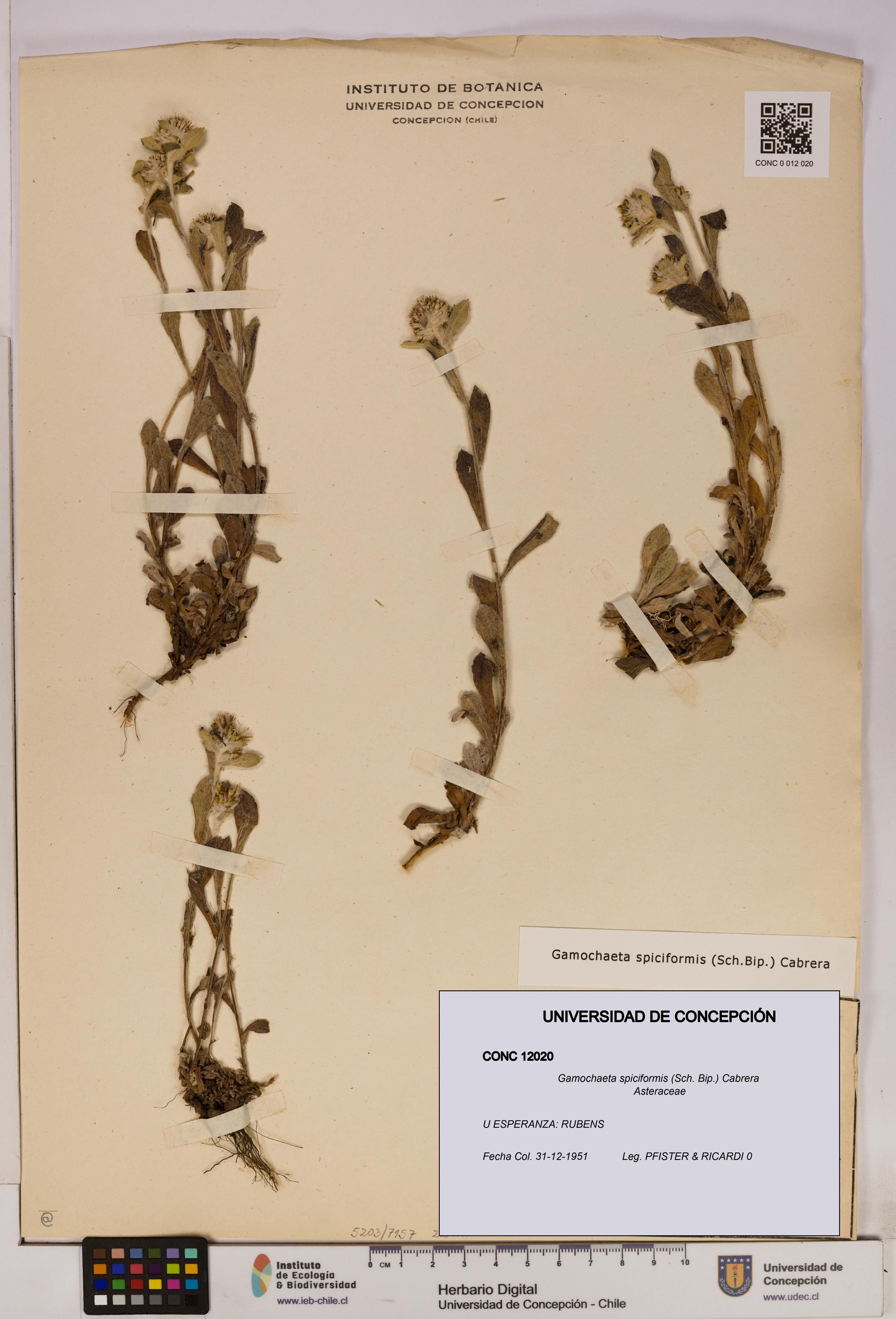 Gamochaeta spiciformis [Espécimen: UDEC:CONC:0012020]