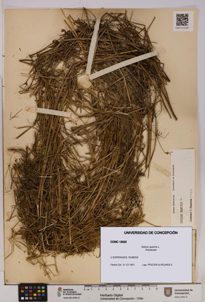 Galium aparine [Espécimen: UDEC:CONC:0012022]