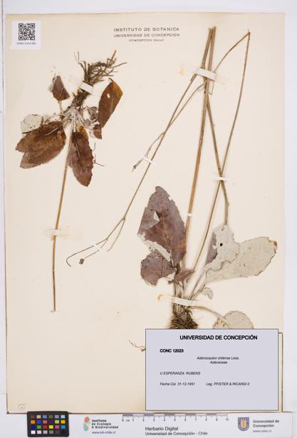 Adenocaulon chilense [Espécimen: ]