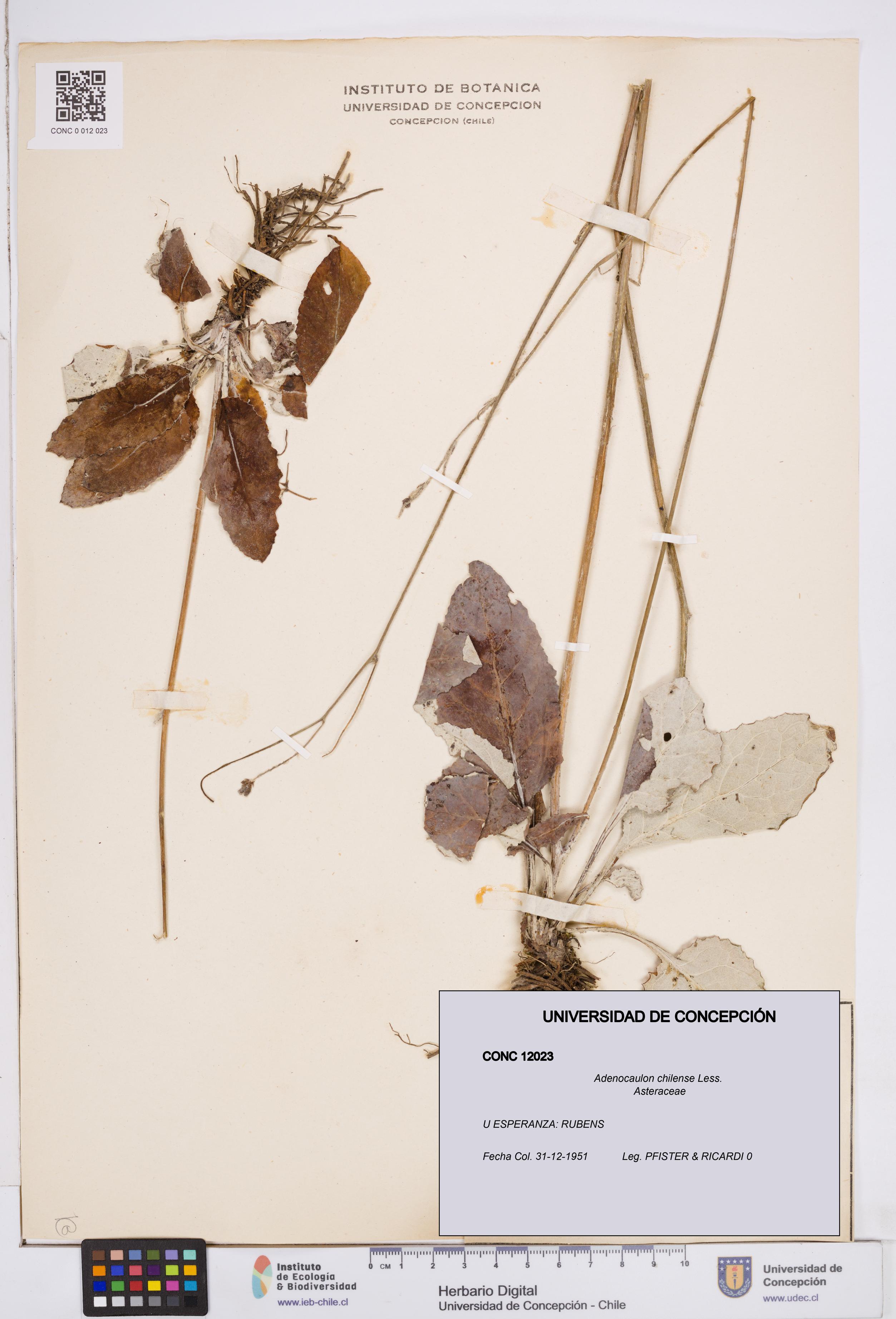 Adenocaulon chilense [Espécimen: ]