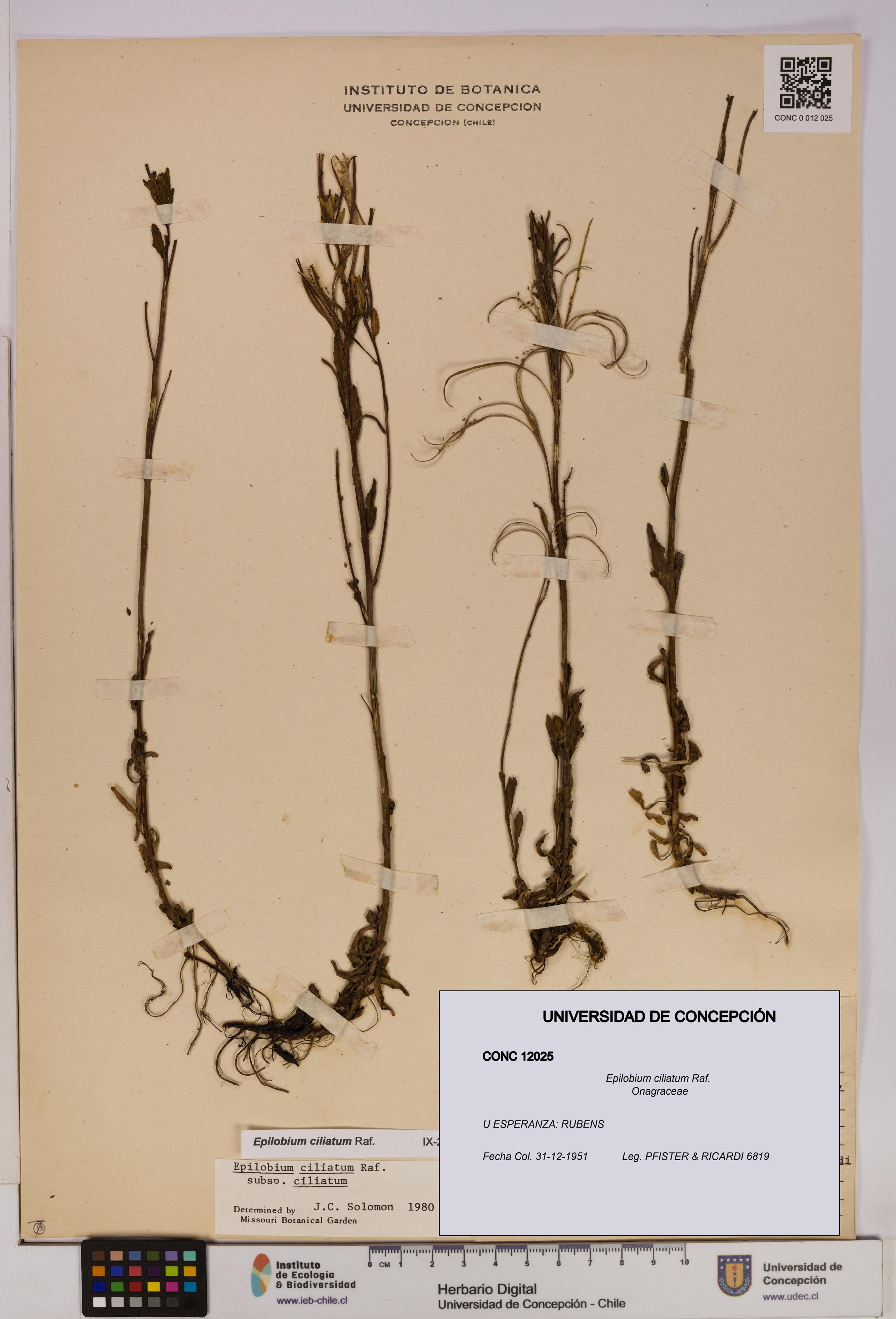 Epilobium ciliatum [Espécimen: UDEC:CONC:0012025]