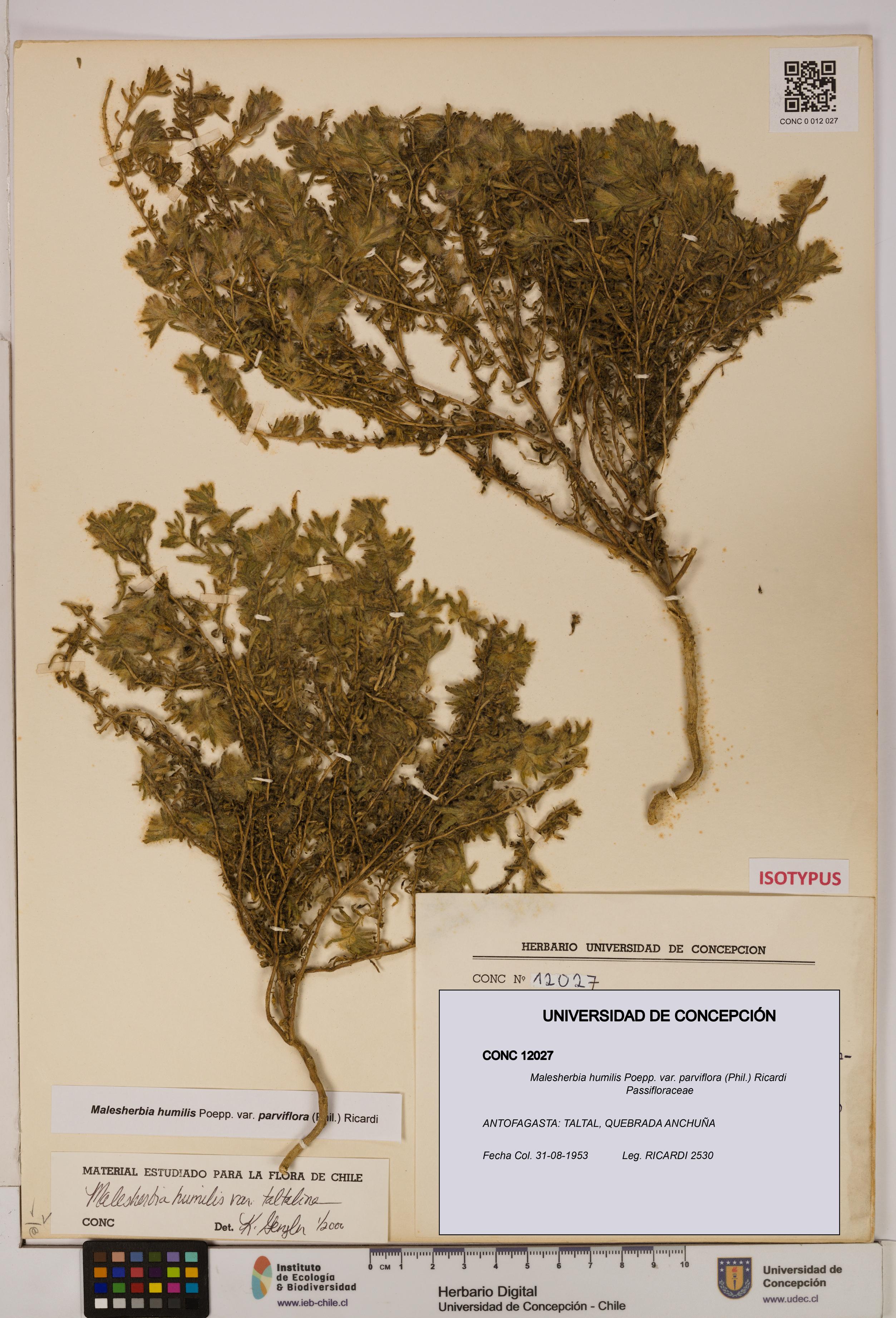Malesherbia humilis [Espécimen: UDEC:CONC:0012027]