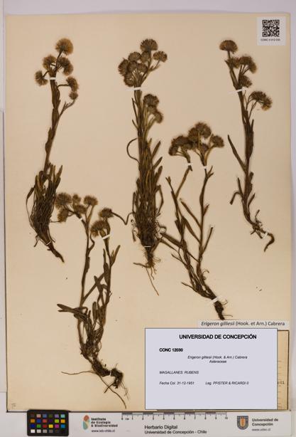 Erigeron gilliesii [Espécimen: UDEC:CONC:0012030]
