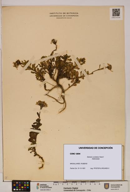 Senecio cuneatus [Espécimen: UDEC:CONC:0012034]