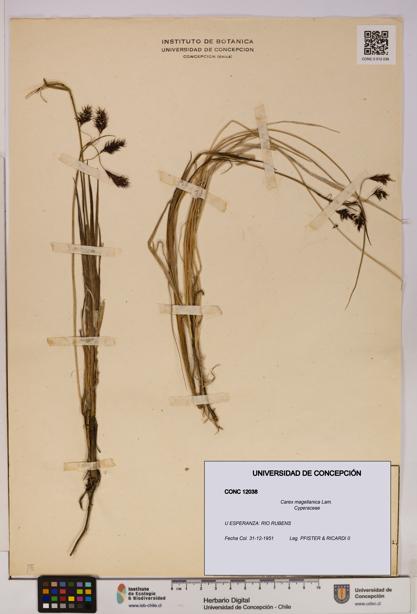 Carex magellanica [Espécimen: UDEC:CONC:0012038]