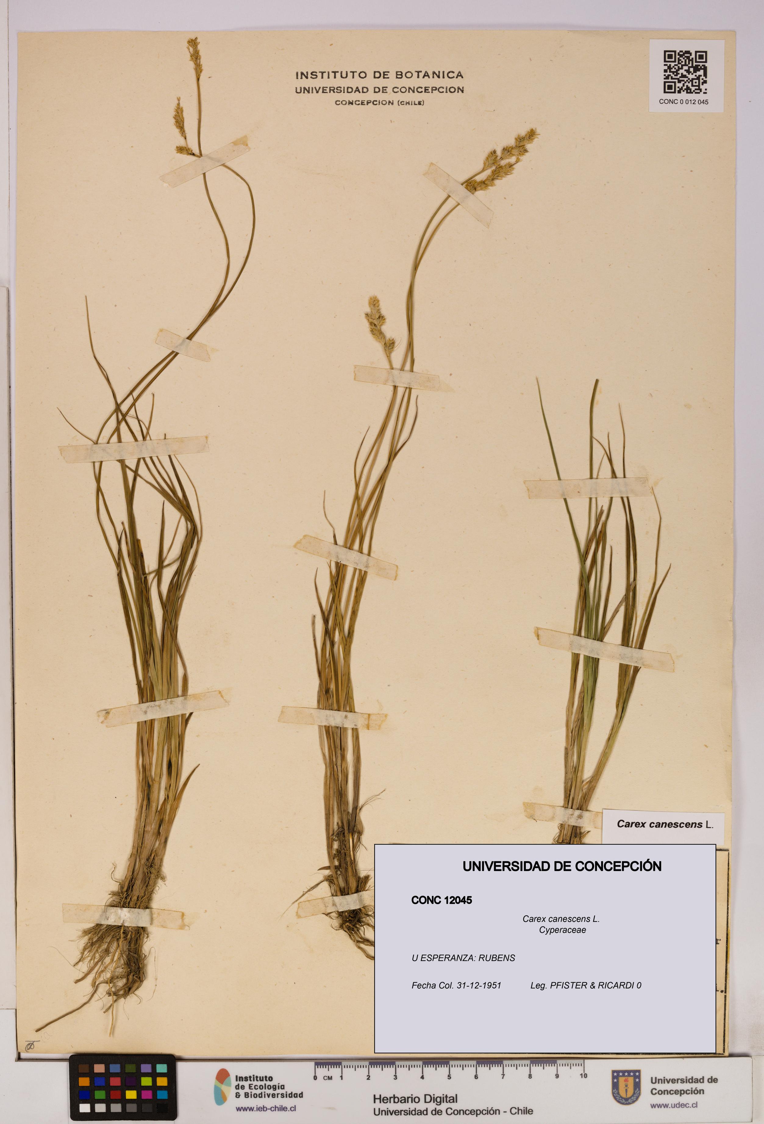 Carex canescens [Espécimen: UDEC:CONC:0012045]