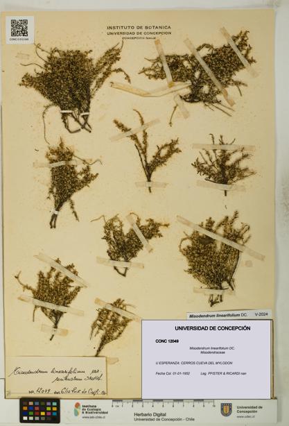 Misodendrum linearifolium [Espécimen: UDEC:CONC:0012049]