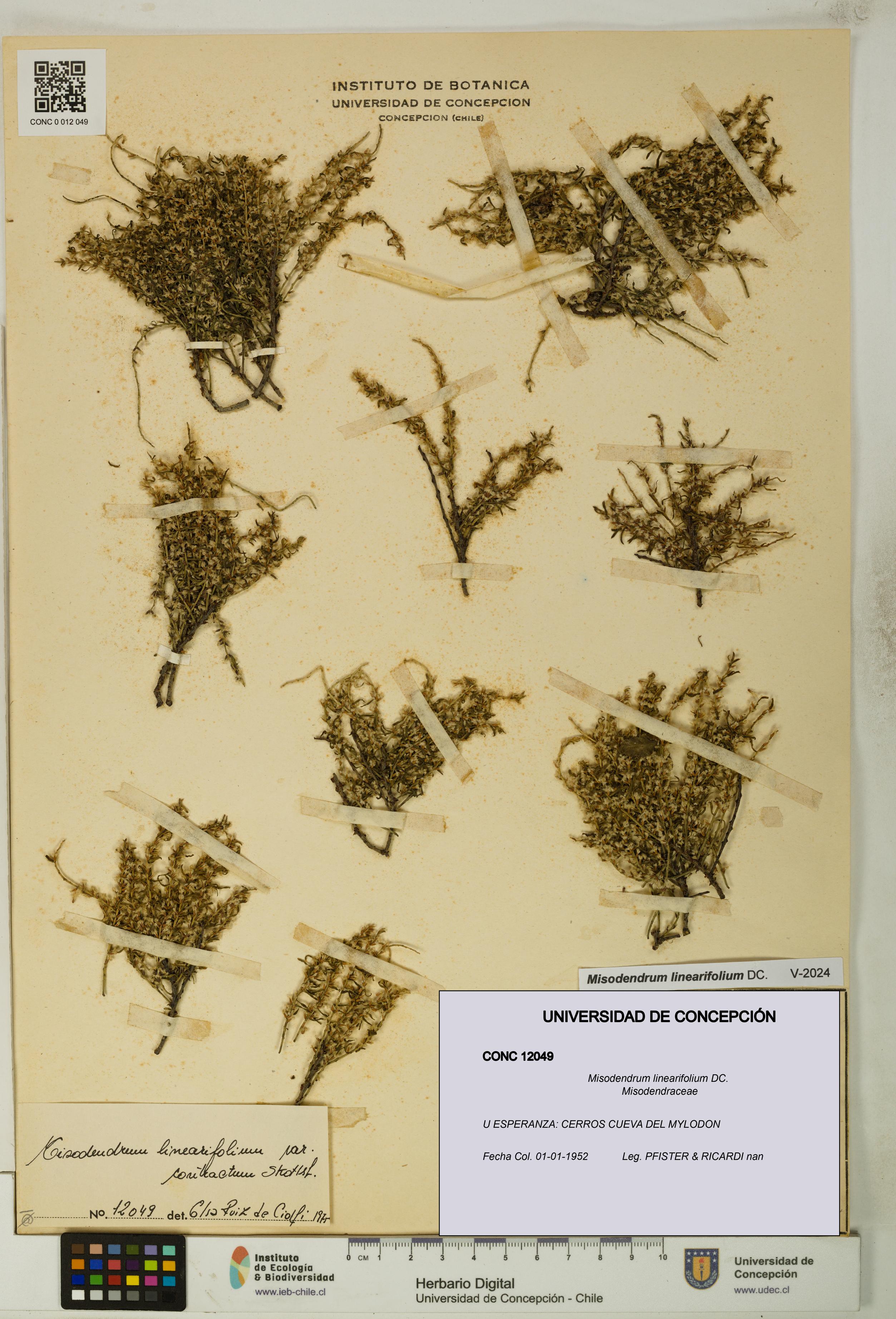 Misodendrum linearifolium [Espécimen: UDEC:CONC:0012049]
