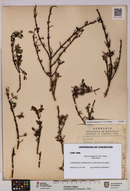 Discaria chacaye [Espécimen: UDEC:CONC:0012050]