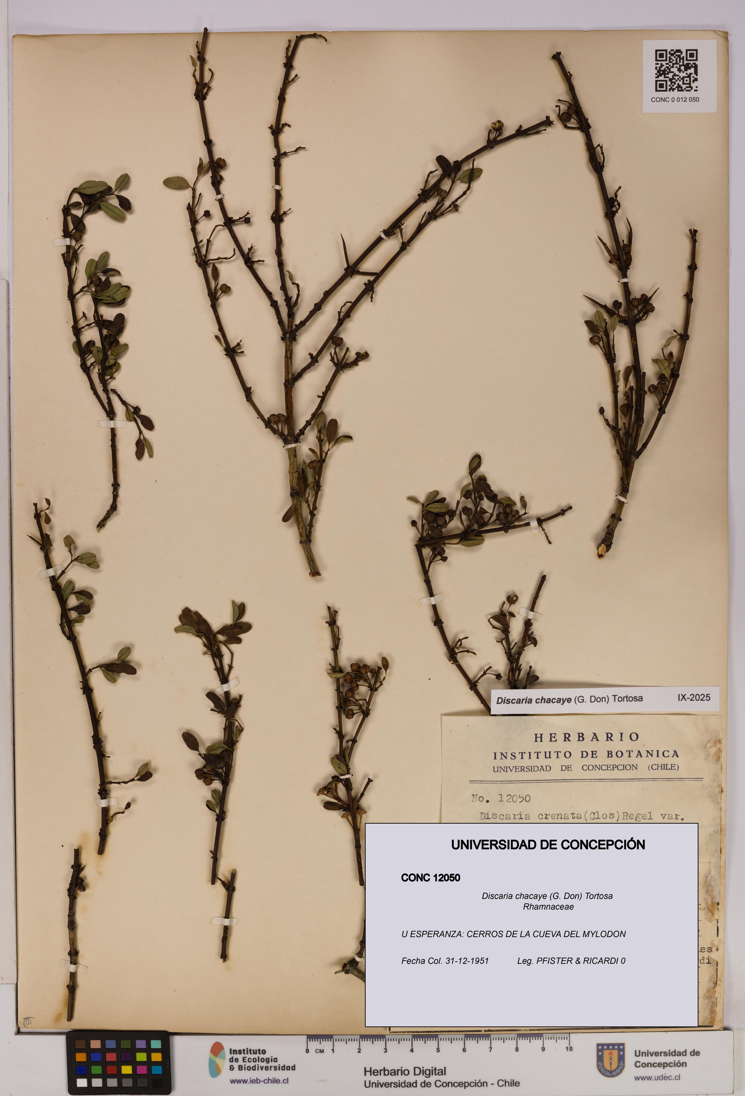 Discaria chacaye [Espécimen: UDEC:CONC:0012050]