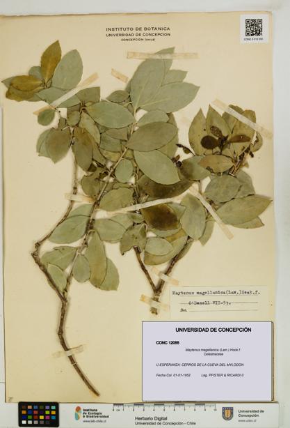 Maytenus magellanica [Espécimen: UDEC:CONC:0012055]