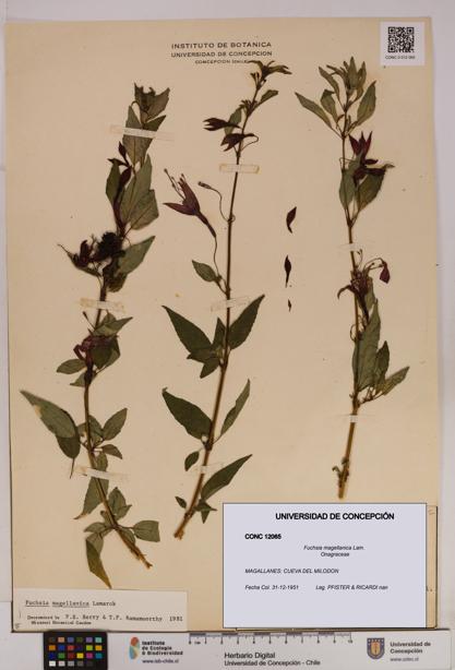 Fuchsia magellanica [Espécimen: UDEC:CONC:0012065]