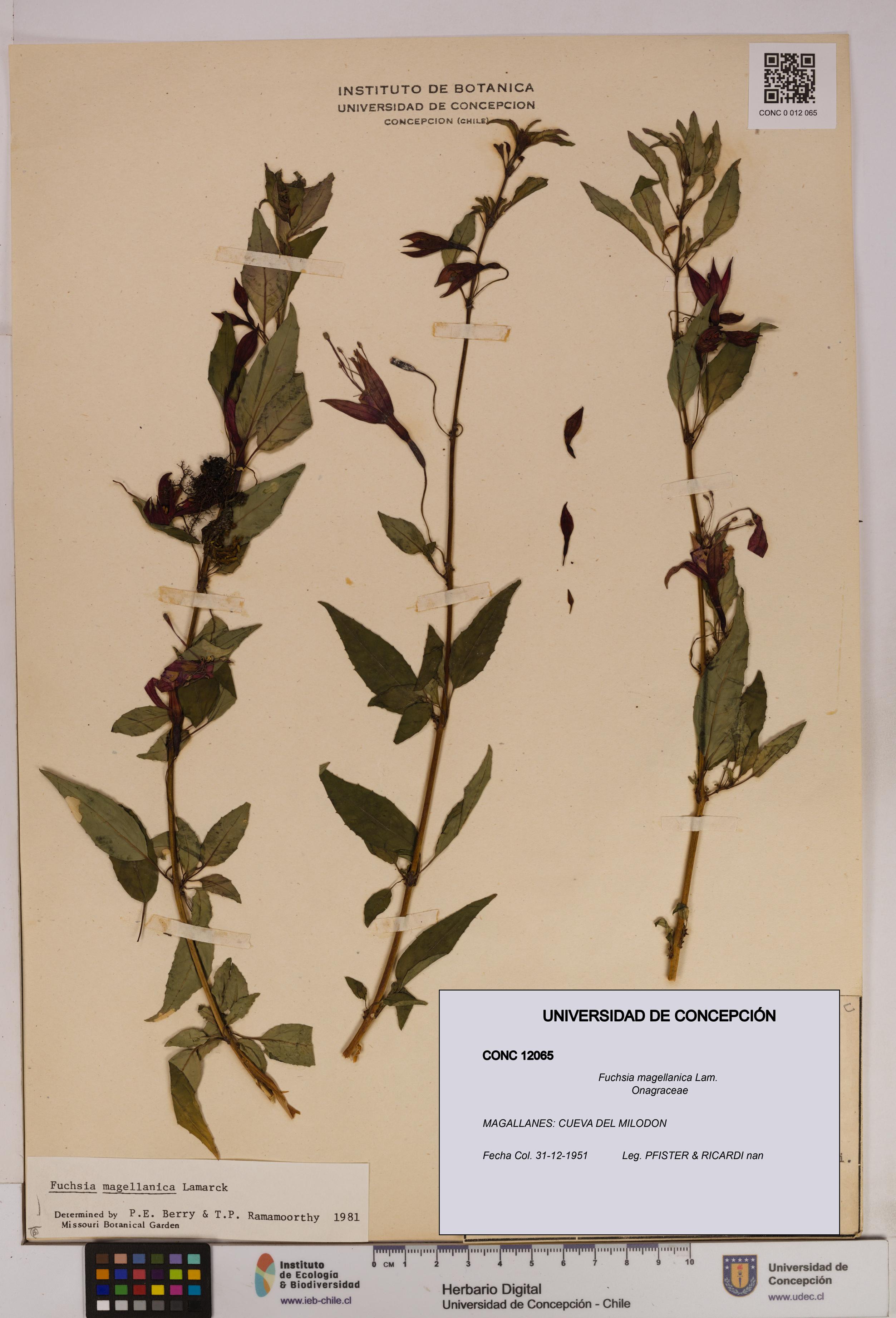 Fuchsia magellanica [Espécimen: UDEC:CONC:0012065]