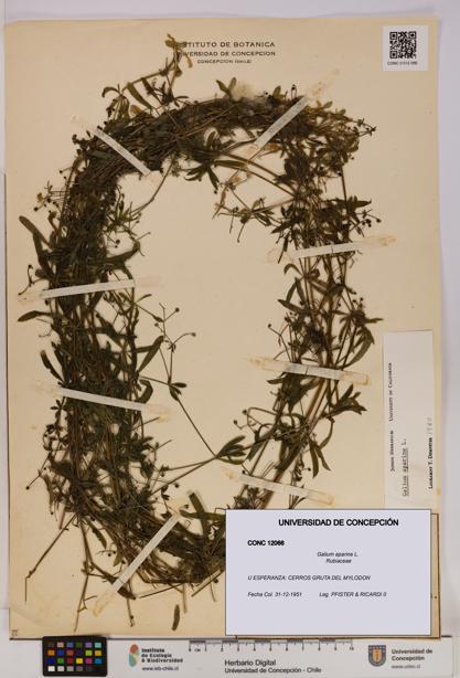 Galium aparine [Espécimen: UDEC:CONC:0012066]