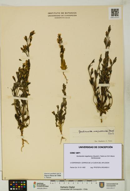 Gentianella magellanica [Espécimen: UDEC:CONC:0012071]