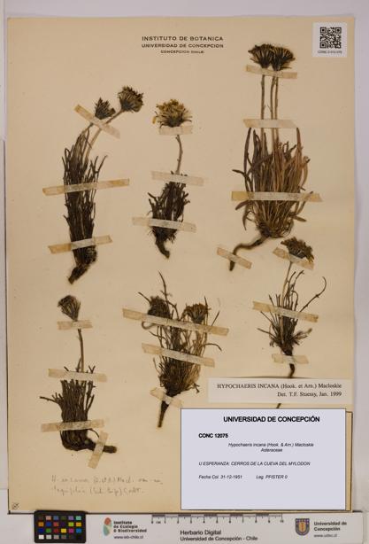 Hypochaeris incana [Espécimen: UDEC:CONC:0012075]