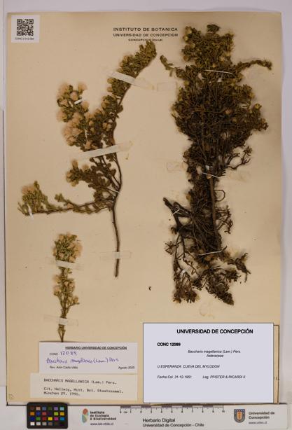 Baccharis magellanica [Espécimen: UDEC:CONC:0012089]