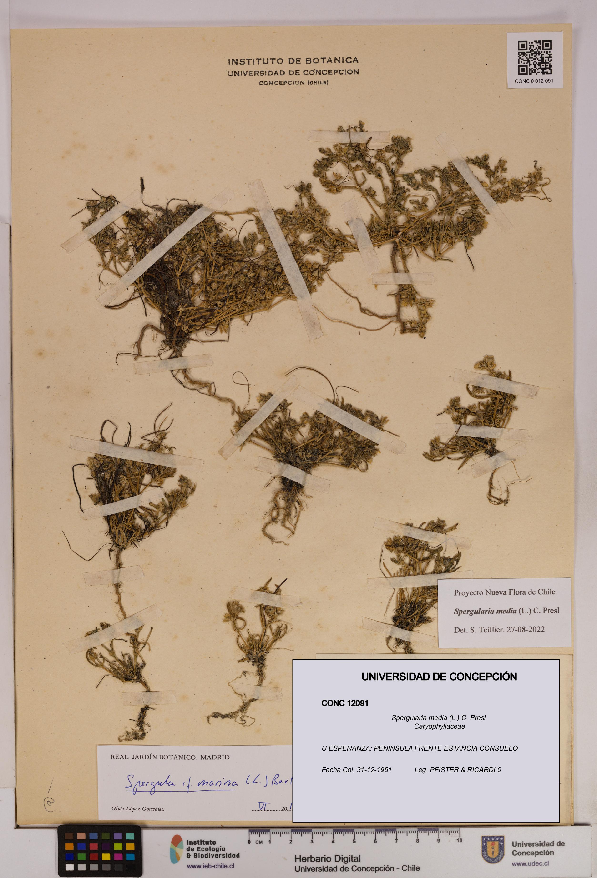Spergularia media [Espécimen: UDEC:CONC:0012091]