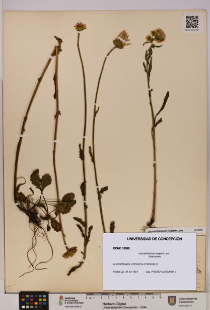 Leucanthemum vulgare [Espécimen: UDEC:CONC:0012092]