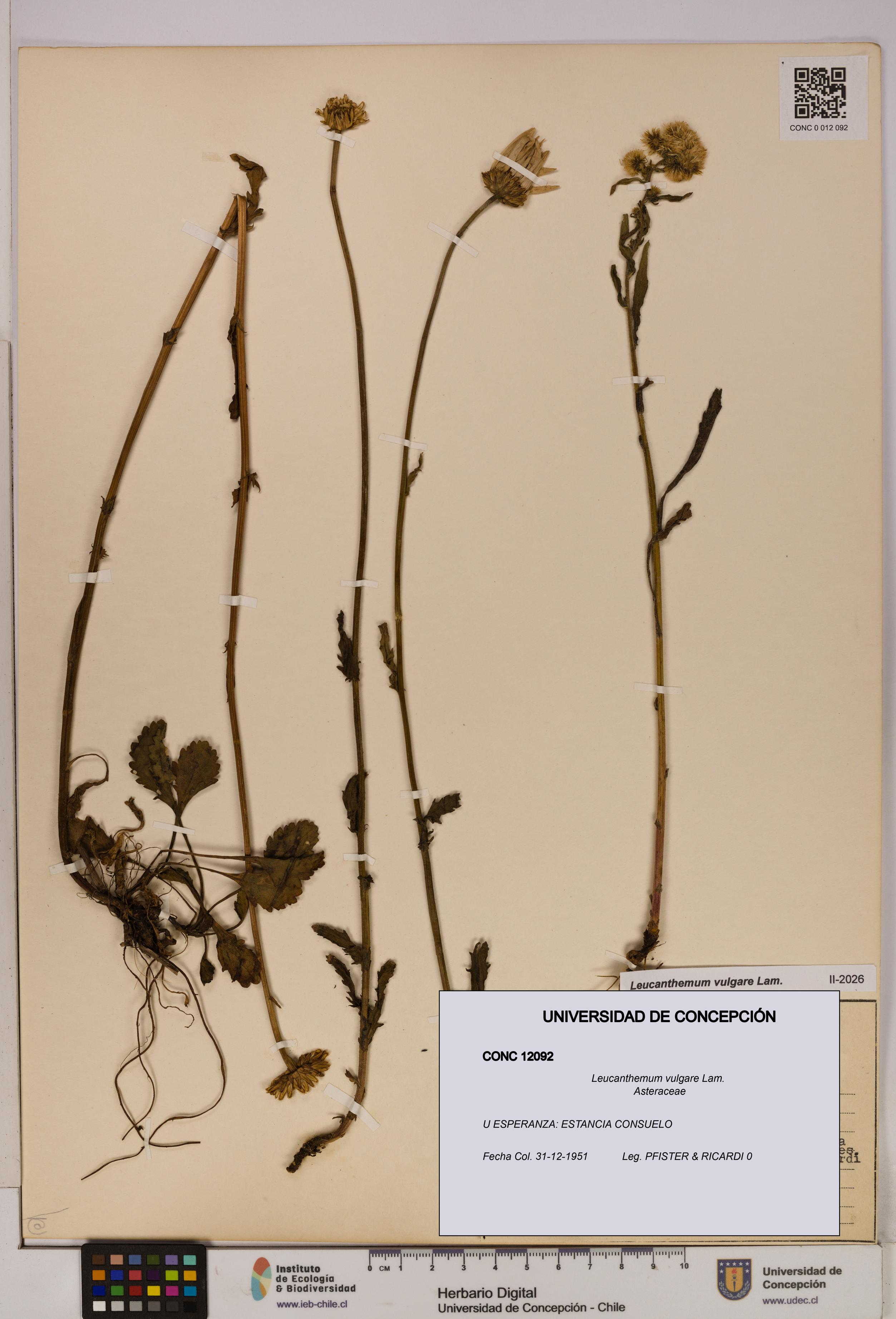 Leucanthemum vulgare [Espécimen: UDEC:CONC:0012092]