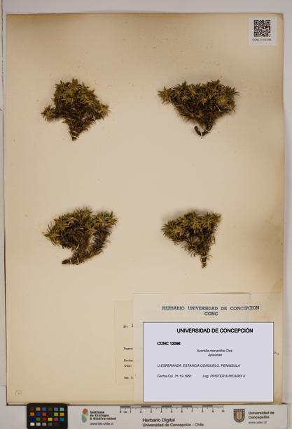 Azorella monantha [Espécimen: ]