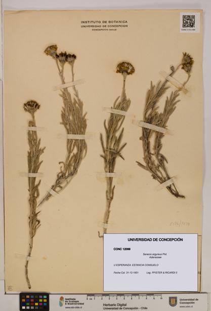 Senecio argyreus [Espécimen: UDEC:CONC:0012099]