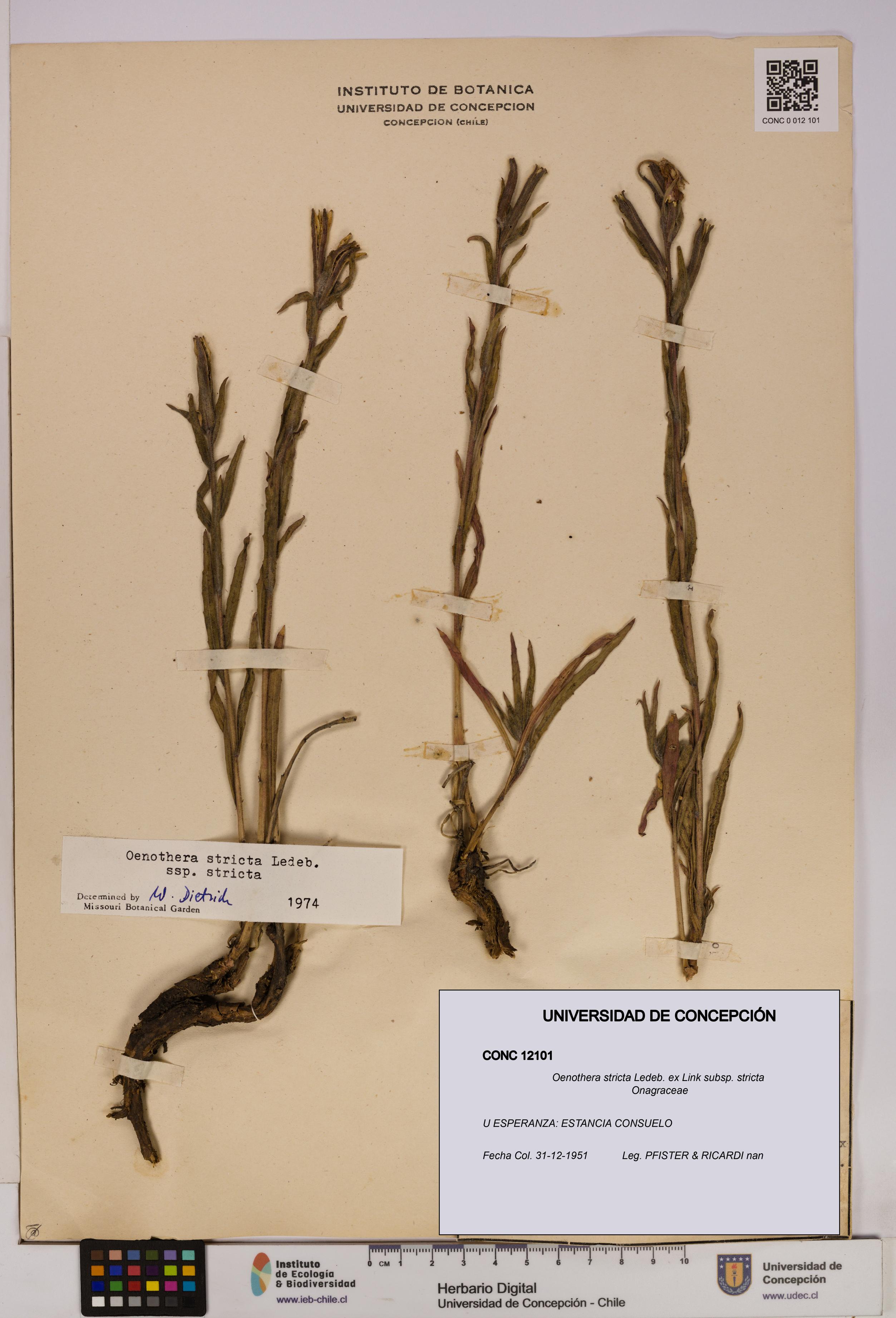 Oenothera stricta subsp. stricta [Espécimen: UDEC:CONC:0012101]