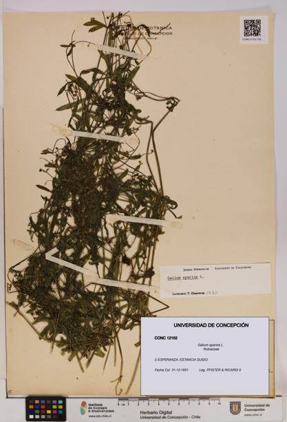 Galium aparine [Espécimen: UDEC:CONC:0012102]